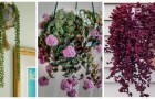 Piante ricadenti per decorare fioriere appese: le puoi ottenere facilmente anche da un rametto