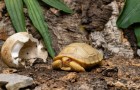 Scoperta piccola tartaruga albina: è il primo esemplare nato con queste caratteristiche