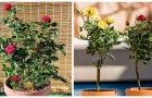 Coltivare rose in vaso: scopri le indicazioni utili per godere di cespugli sensazionali