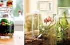 Terrario fai da te: scopri come trasformare un barattolo di vetro in un delizioso giardino in miniatura