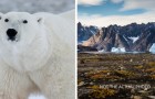 Scoperta popolazione di orsi polari in Groenlandia che sopravvive con poco ghiaccio