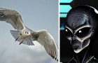 Gabbiani e mosche potrebbero essere spie aliene inviate sulla Terra per studiarci: la teoria dell'esperto di UFO