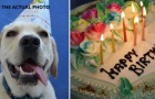 Organizza una sfarzosa festa di compleanno per il suo cane con 5.000 invitati: l'indignazione del web
