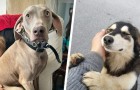 15 fotografie di cani che dimostrano il loro affetto incondizionato per gli esseri umani