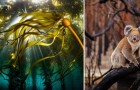 Le più belle immagini da competizione: 17 scatti di fotografi professionisti che riprendono la natura