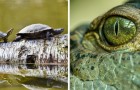 Veroudering vertragen? Een studie beweert dat reptielen en amfibieën het levenselixer verbergen