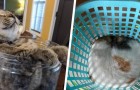 Dat katten zo vlug en letterlijk als water zijn en overal in kunnen kruipen blijkt uit deze 16 grappige foto's 