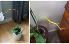 Lo stelo dell'orchidea è giallo: le possibili cause e rimedi da provare