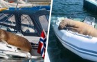 Un adorable morse nommé Freya aime se reposer sur les bateaux norvégiens : elle est devenue une véritable star du web