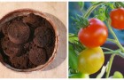 Fondi di caffè per fertilizzare le piante di pomodoro: funzionano davvero?