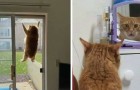 16 Fotos von Katzen in den seltsamsten und verstörendsten Posen