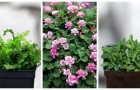 Giardino in miniatura: 5 piante adorabili per creare composizioni incantevoli