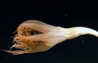 Enorme creatura marina viene avvistata per la prima volta: i ricercatori sono 