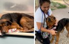 Bejaarde hond geadopteerd kort voordat hij werd afgemaakt: hij is nu gelukkig en lijkt dankbaar te glimlachen