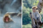 Branco di scimmie sta mettendo alle strette una cittadina Giapponese con continui attacchi alle persone