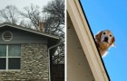 Owner's dog is always on the roof: she is forced to put up a sign to explain the phenomenon to incredulous passersby (+ VIDEO)