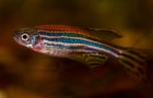 Dieser Fisch kann geschädigte Zellen in seinem Herzen regenerieren: Wissenschaftler erklären, wie er das macht
