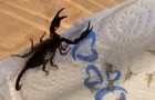 Donna di ritorno dalle vacanze trova nella sua valigia 18 scorpioni: chiama i soccorsi