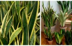 Sansevieria: le dritte per coltivare una pianta facile e perfetta per arredare
