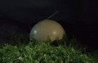Une mystérieuse sphère métallique géante a été trouvée sur un arbre au Mexique : son origine est inconnue