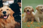 I cani manipolano i padroni a proprio piacimento: lo rivela uno studio scientifico