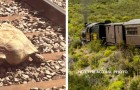 La natura che blocca il progresso: treni cancellati a causa di una tartaruga gigante sui binari