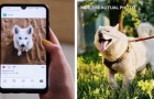 Un'influencer compra un cane, ma non vuole pagare: offre in cambio un post su Instagram