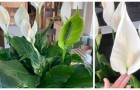 Spathiphyllum: nuttige tips voor het kweken van weelderige en mooie planten
