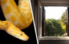 Enorme serpiente merodea sobre el techo de una casa e intenta entrar por una ventana abierta