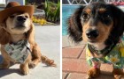 Il migliore amico dell'uomo: 18 immagini che raffigurano i cani nelle pose più stravaganti