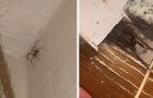 Il trouve une araignée géante dans le salon : 