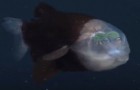 Questo incredibile pesce ha la testa trasparente e vive nelle profondità degli abissi