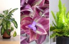 Belle, brave e buone: 8 piante da appartamento facili da coltivare e amiche del nostro benessere