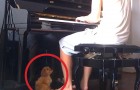 Un ragazzo si siede al piano, la reazione del cane è incredibile...