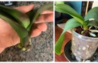Ist die Orchidee wurzellos? Sie können trotzdem versuchen, sie wiederherzustellen