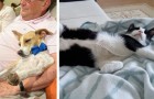 17 adoptierte Tiere zeigen ihr Glück, ein Zuhause gefunden zu haben