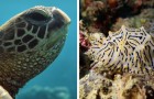 Il segreto del mare: 16 delle immagini più suggestive dei fondali marini