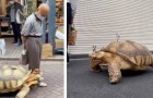 Anziano passeggia insieme al suo animale da compagnia: una tartaruga col cappello da cowboy