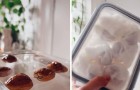 Kweek een walnotenboom in de koelkast uit zaad: deze handleiding laat het je stap voor stap zien