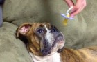 Her owner gives him a pacifier: shortly after ... you won't believe your eyes!