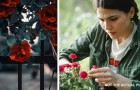 Si rifiuta di rimuovere le rose dal suo giardino: la vicina allergica gliele taglia di nascosto