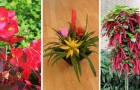 Aggiungi colore alla tua casa con le piante: 10 specie bellissime e di facile coltivazione