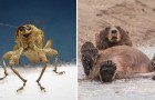 18 humoristische afbeeldingen die ons de meest komische en leuke kant van dieren in het wild laten zien