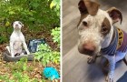 En hund som överges i en skog med alla sina leksaker och väntar tålmodigt på att någon ska hitta honom