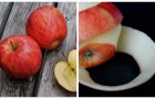 L'incredibile potenziale delle bucce di mela: benefici e usi alternativi
