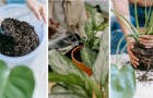 Piante da appartamento: 7 errori da evitare nella coltivazione per mantenerle sane