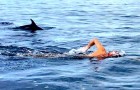 Nuotatore rischiava di essere attaccato da uno squalo: gruppo di delfini lo protegge