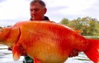 Visser vindt gigantische goudvis: 