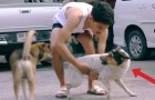 Iedere dag gaat hij de straat op om verlaten honden te vangen: om een speciale rede.