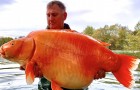 Han lyckas fiska den legendariska 30 kg tunga guldfisken: 
